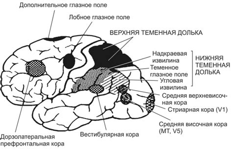 Фиксация коры