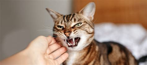 Что делать, если кот мокнул в солярке