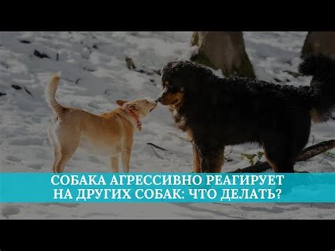Что означает, если собака агрессивно скалящая зубы на тебя
