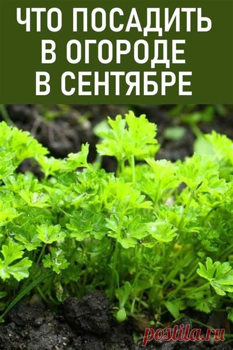 Что посадить в сентябре на Кубани