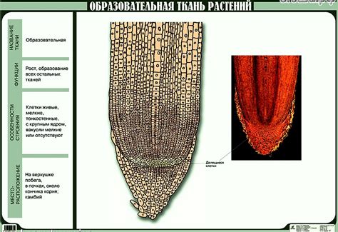 Что такое липкая ткань и как она образуется