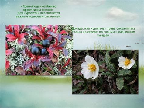 Шаги для очистки северной куропатки