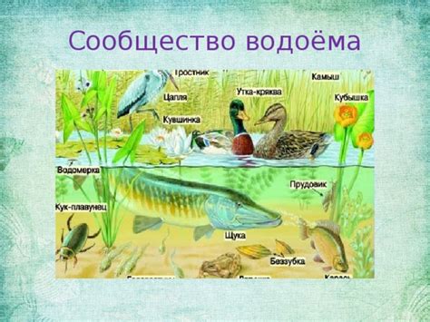 Экология второго класса окружающего мира