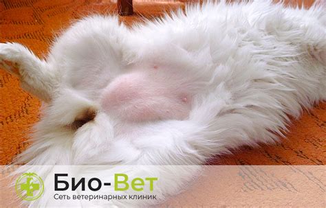 Эффективные методы лечения шишки на позвоночнике у кошек