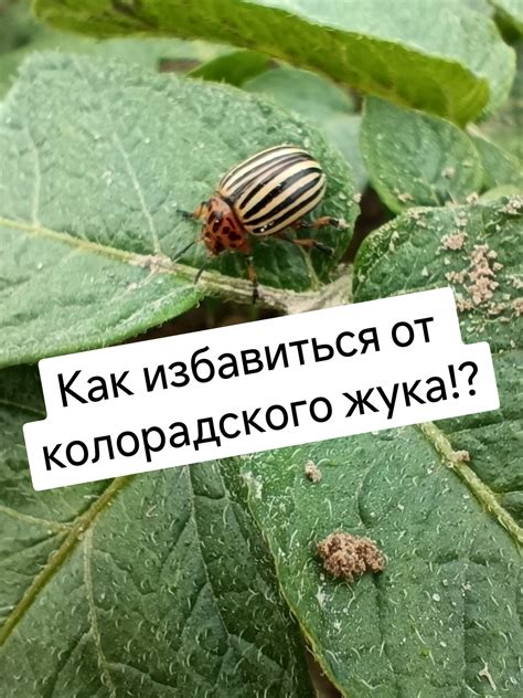 Эффективные способы борьбы с рябинником
