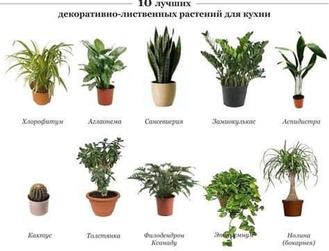  Какие виды садаки считаются наиболее рекомендуемыми 
