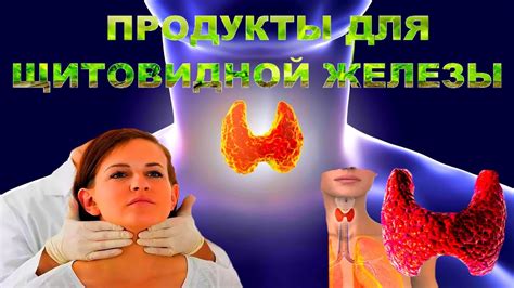  Полезные свойства щитовидной железы и особенности ее приготовления 