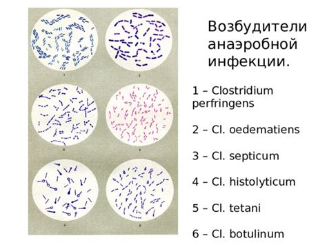 Cl hystolyticum str pneumoniae: исследование и эффект на организм