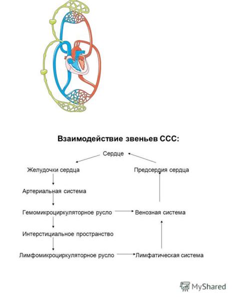 Взаимодействие на уровне сосудов и сердца