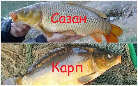 Вкусовые качества карпа и сазана: 6 отличий