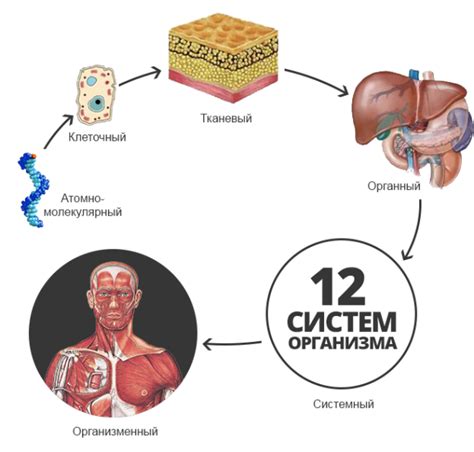 Влияние опарышей на органы и системы организма