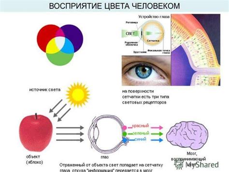 Влияние синей "н" на восприятие информации
