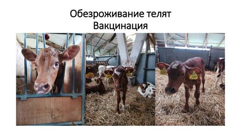 История и описание фуражных коров
