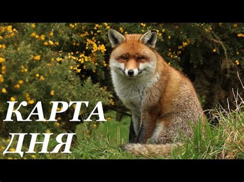 Лиса в культуре и приметах