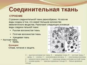 Особенности структуры ткани