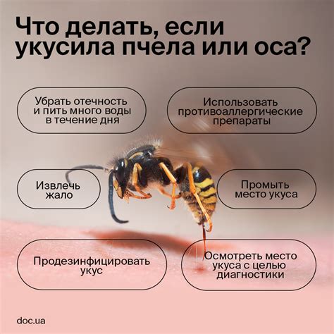 Особенности укуса оси на кладбище: приметы и их значение