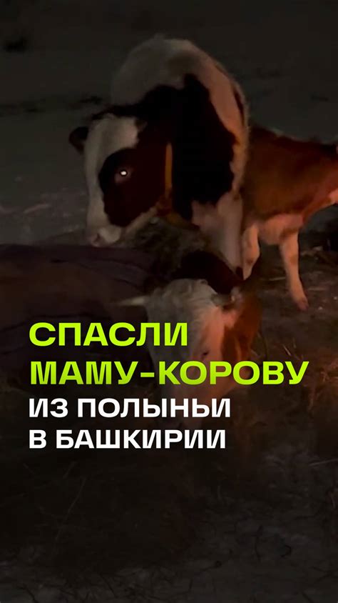 Помощь корове при переедании в домашних условиях