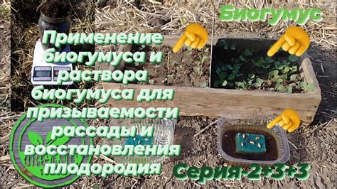 Применение биогумуса в сельском хозяйстве и садоводстве