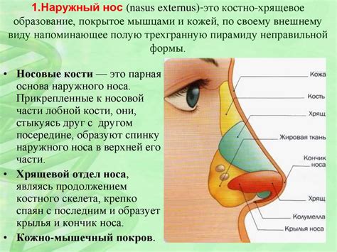 Причины неполного разворачивания крыльев