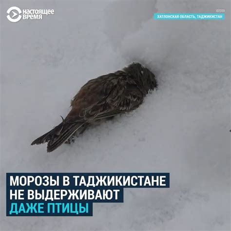 Причины попадания птицы в теплицу и его последствия