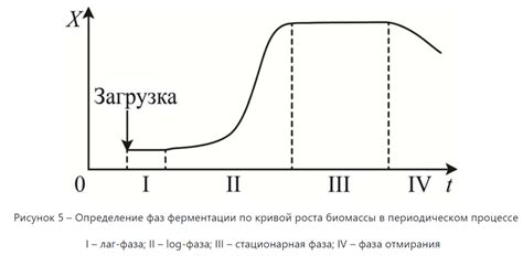Процесс ферментации браги