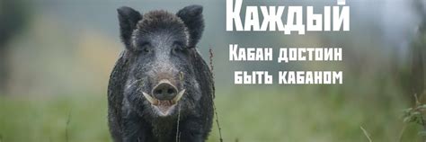 Раздел 3: Толкование сновидения о кабаньих кабанятках