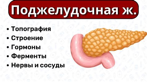 Регулирует уровень сахара в крови и улучшает работу поджелудочной железы