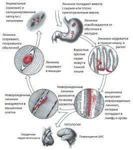 Симптомы дикого мяса на теле человека