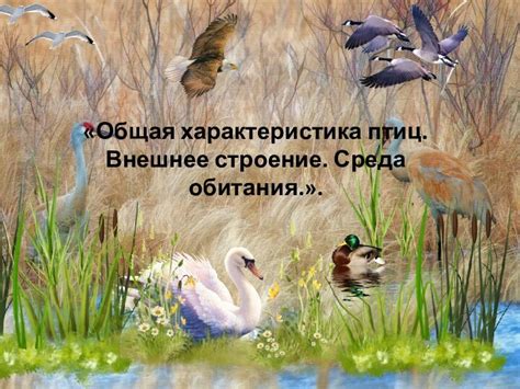 Слаженная среда притягивает птиц