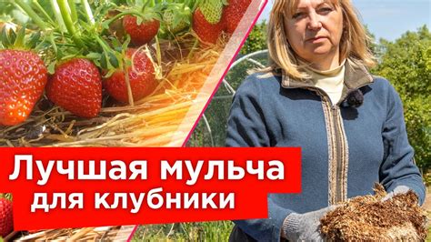 Собирать клубнику на кладбище - отражение подсознания