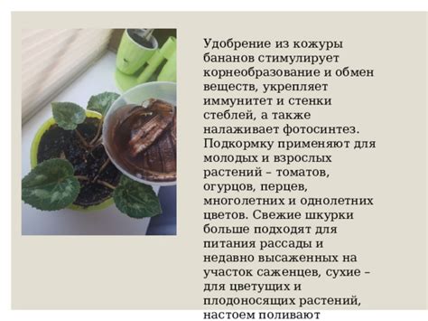 Стимулирует обмен веществ и укрепляет иммунитет