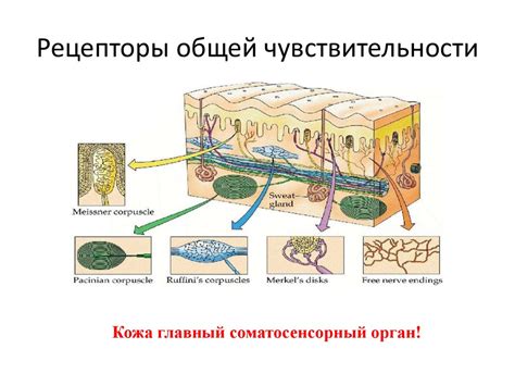 Физиология чувств и их влияние