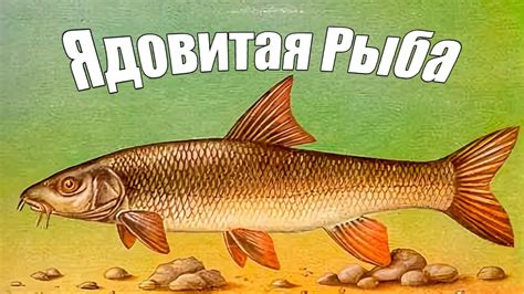 Что делать, если все же была съедена рыба с опарышами