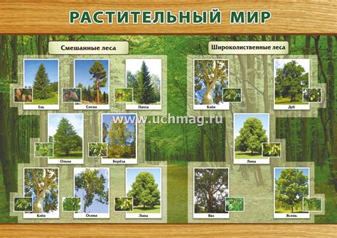  Растительный мир 